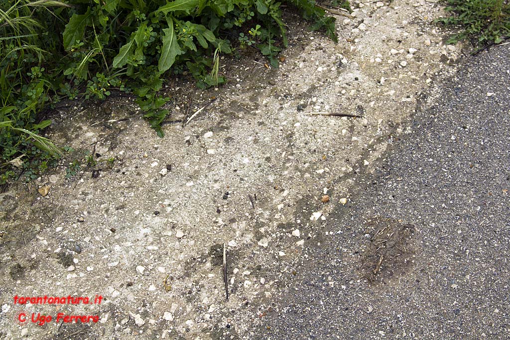 Istrice nel Tarantino!